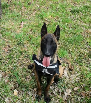 Belgicky ovčiak Malinois