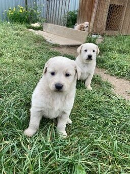 Šteniatka - labrador