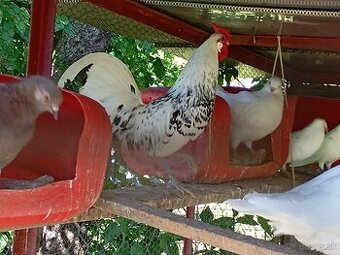 Predám kohútov Hamburčanky a Fénix.