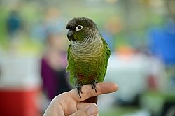 Kupim samicku pyrura zelenolica