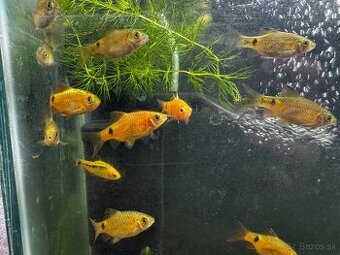 🐟 Parmičky sumatranské (klasické aj zlaté) 🐟