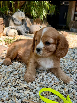 Cavalier