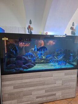 Cyphotilapia frontosa Blue Zaire Moba