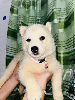 Sibírsky husky samec a samica