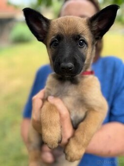 Belgicky ovčiak malinois