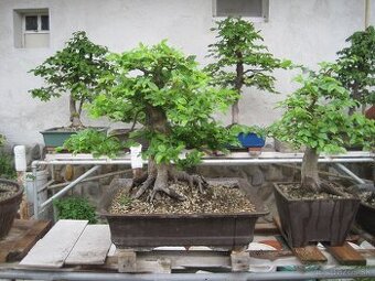 bonsai,bonsaj-hrab 15