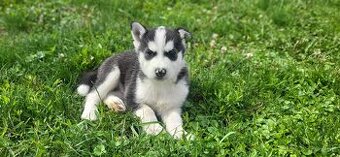 Sibírsky Husky