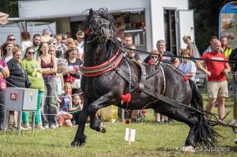 Predám plemenneho žrebca