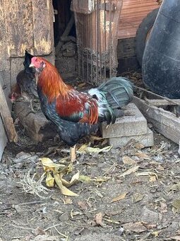 Kohút rasa Araukana