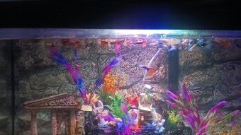 Gubka rybka do akvaria