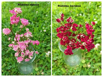 Sušené kvety - Růžičky růžové a červené.