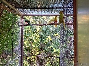 PAPAGÁJ KRÁLOVSKÝ štepiteľné na žlté