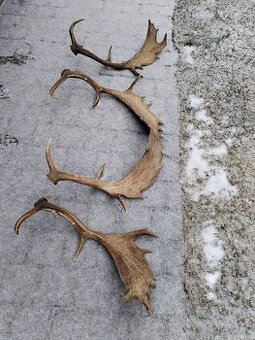 Zhody, parožie parohy, trofej