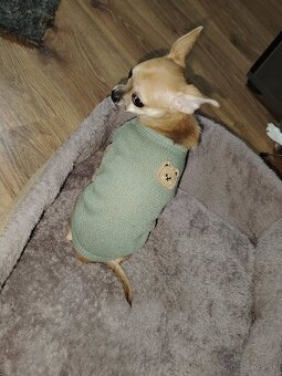 Čivava krátkosrstá (psík)