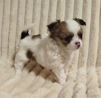 Čivava mini psík dlhosrstý