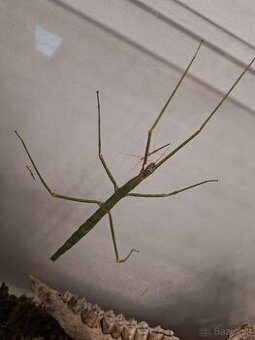 Pakobylka rozkatá Medauroidea extradentata