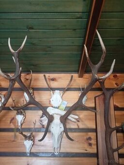 Trofeje srnca a jeleňa