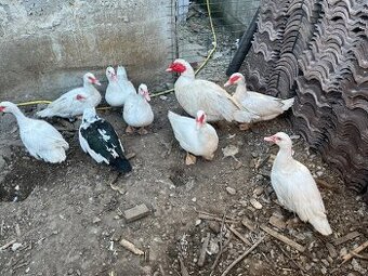 Predám čínske kačky+káčer