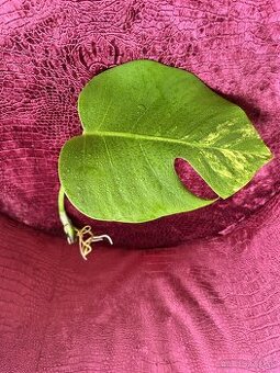 Monstera Marmonata Aurea