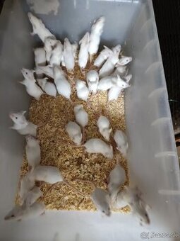 Laboratórne myši