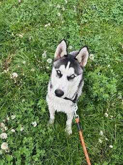 Sibírsky husky