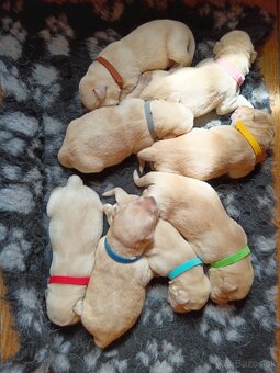 Šteniatka LABRADORA
