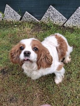 Cavalier king charles Spaniel
