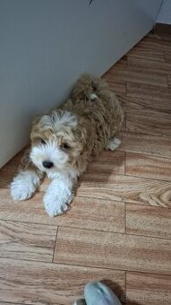 Predám psíka Maltipoo