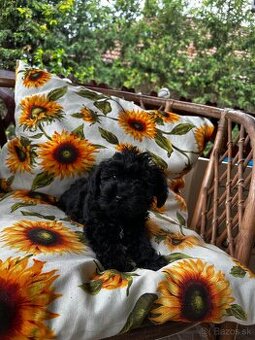 Maltipoo psík