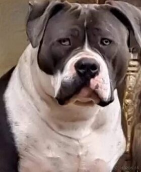 American Bully krytie