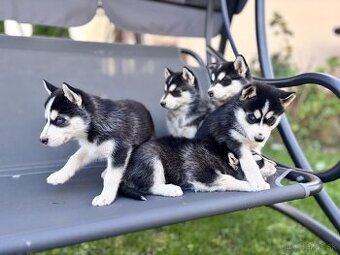 Sibírsky husky