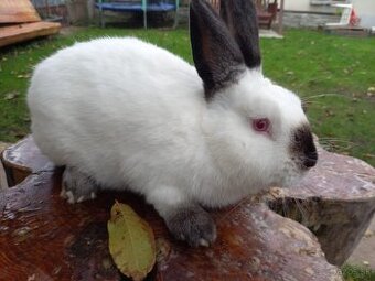 Kalifornský králik