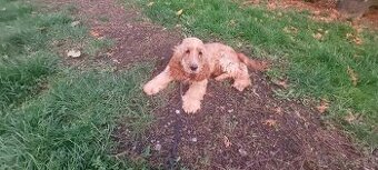 Anglický kokršpaněl kokeršpaniel