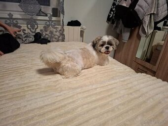 Dam zadarmo v dobre ruki psika Ṣ̌itcu