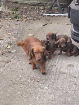 Predám šteniatka jazvečika.