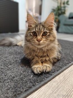 Maine Coon, mainska mývalia