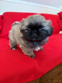 Pekinský palácový psík