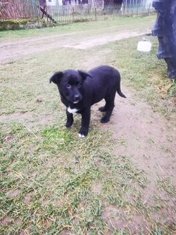 Labrador, šteniatka