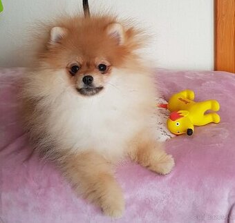 Trpasličí Špic Pomeranian fenka s PP