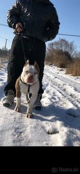 American bully pocket