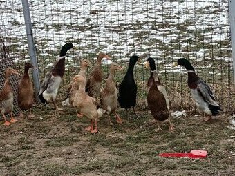 Predám násadové vajíčka indického bežca