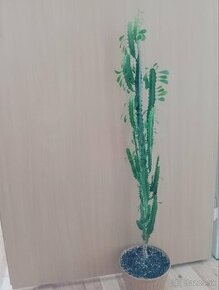 Kvet  - Euphorbia trigona mill - 1