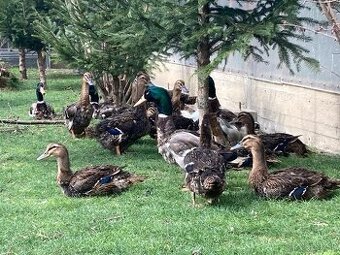 Hempšírka, Maranska čierna medenokrká, Kačka ruánska