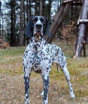Auvergneský stavač, Braque d'auvergne