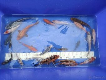 Koi kapor