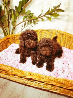 Pudel toy chocolate - 1