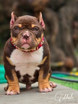 American Bully veľkosť pocket