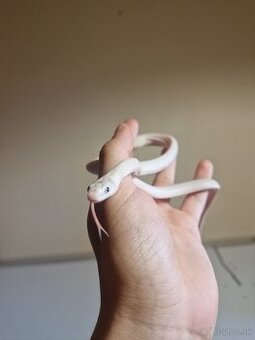 Užovky,rat snake,pavuky