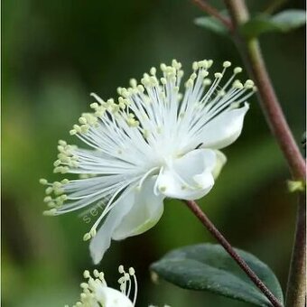 Plodová myrta Myrtus communis La Clappe