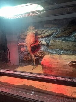 Agama bradata